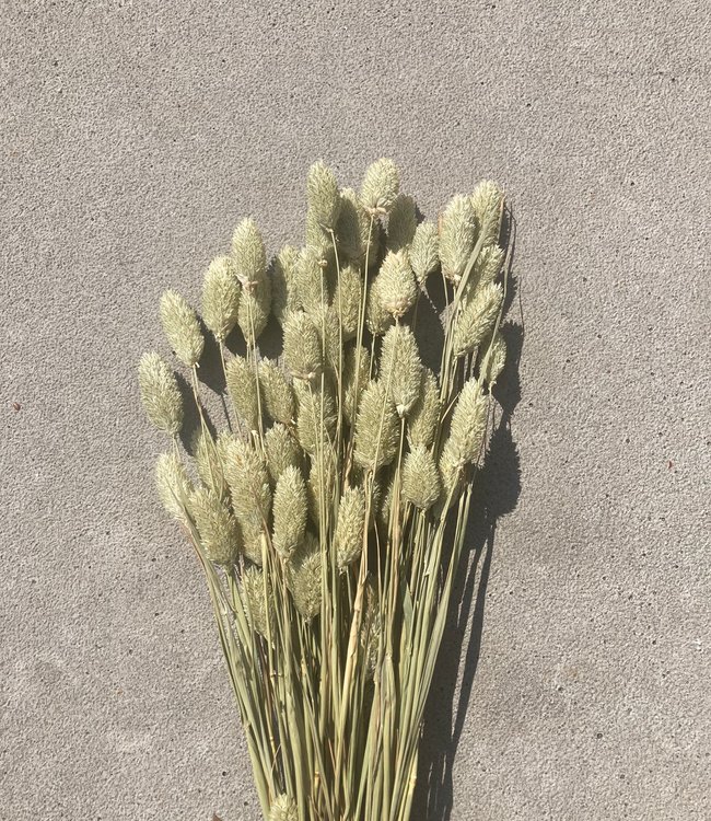 Phalaris ´Di Sabbia´ naturelle droogbloemen | Lengte ± 55 cm | Per bos verkrijgbaar