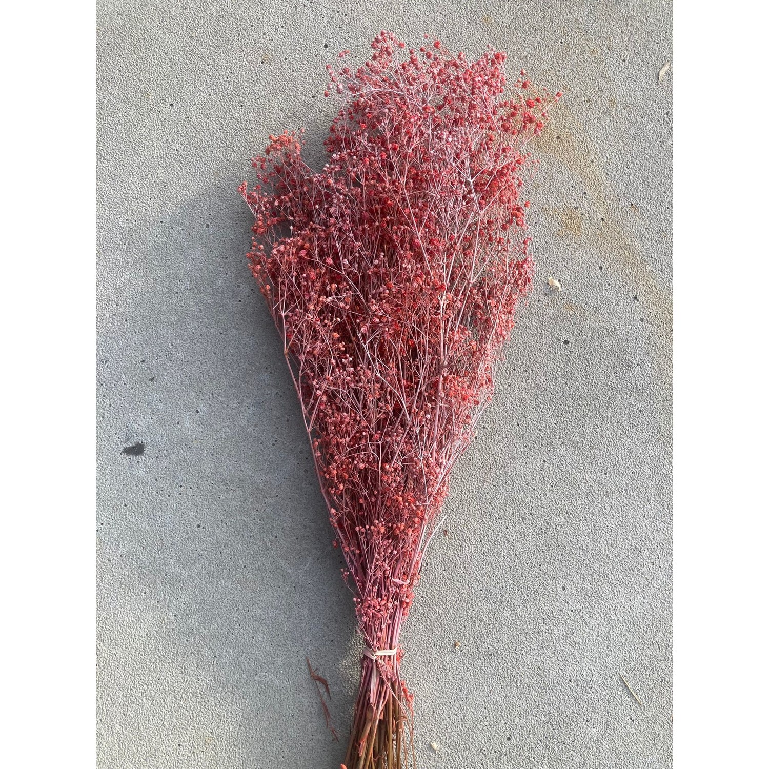 Gypsophile rouge stabilisée | Longueur ± 60 cm - Bries aan Zee | Fleurs  séchées et bouquets