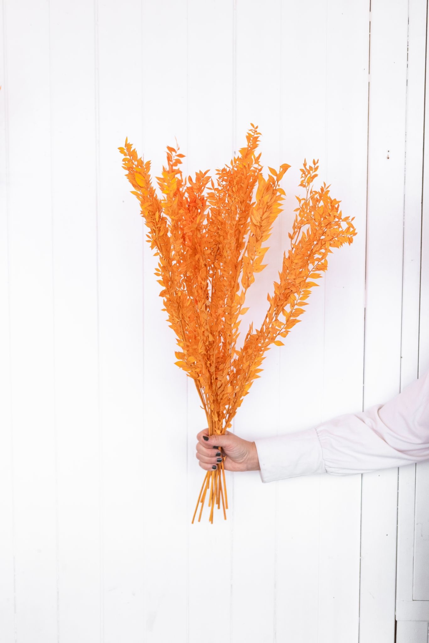 Ruscus 'Di Natalia' orange dried flowers Length ± 70 cm Available per bunch Bries aan Zee
