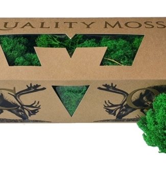 Preserved reindeer moss green