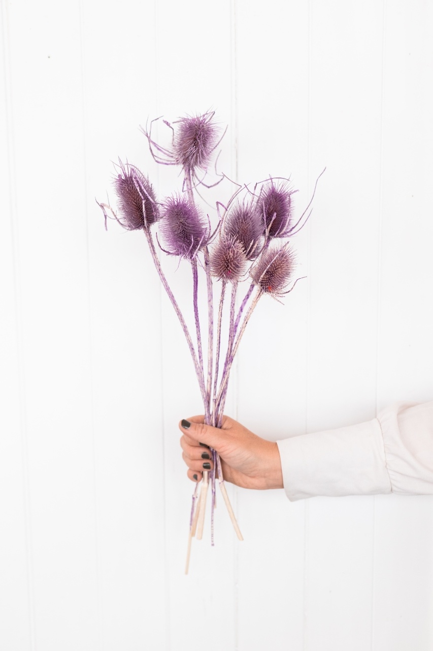 Cardo ´Di Sabbia´ violeta flores secas | Longitud ± 55 cm | Disponible por  manojo - Bries aan Zee | Flores secas y ramos de flores
