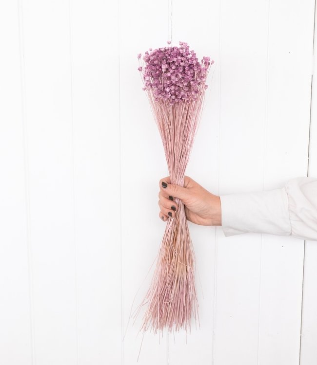 Jazilda lila flores secas | Longitud ± 45 cm | Disponible por ramo - Bries  aan Zee | Flores secas | Ramos secos | Decoración