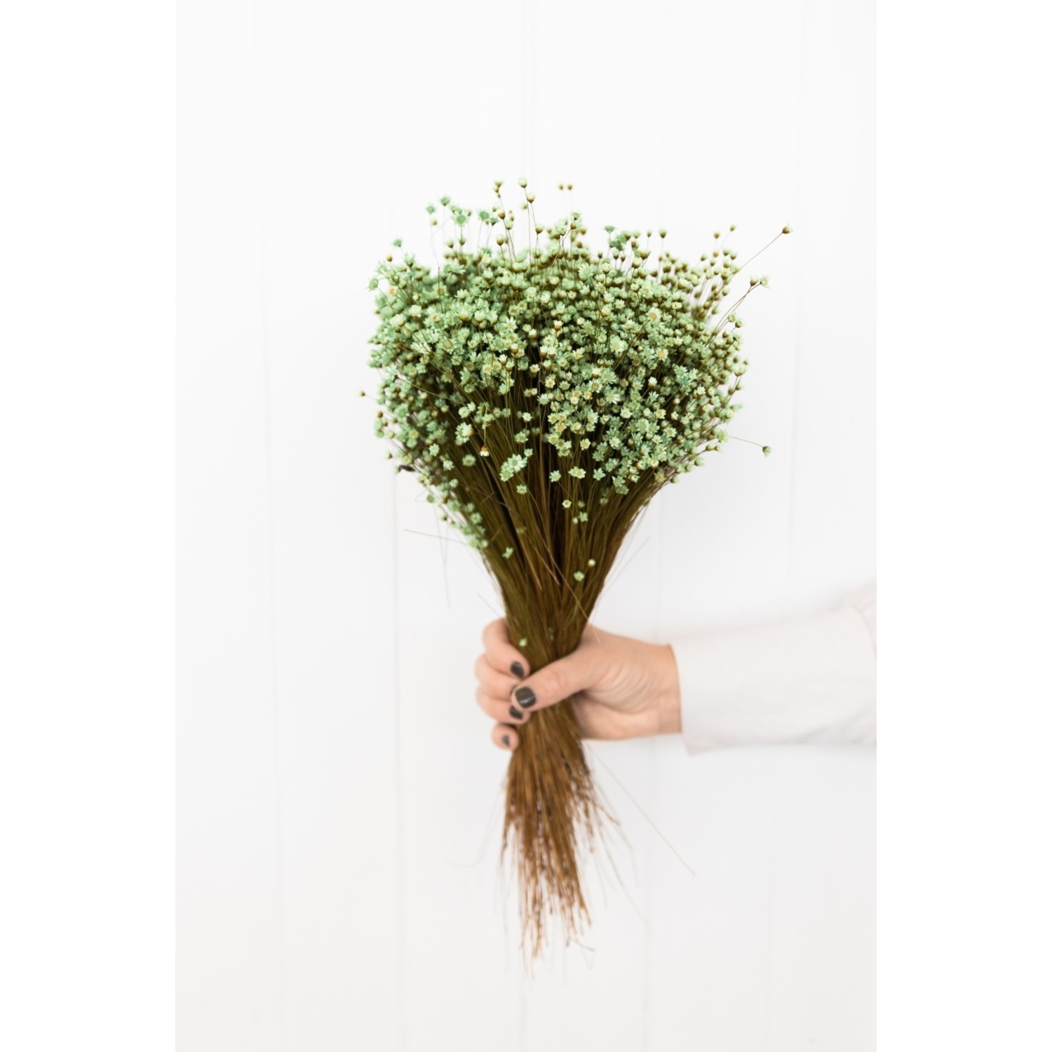 Glixia flores secas verde menta | Longitud ± 50 cm | Disponible por manojo - Bries aan Zee | Flores secas y ramos de flores Glixia flores secas verde menta | Longitud ± 50 cm | Disponible por manojo - Bries aan Zee | Flores secas y ramos de flores