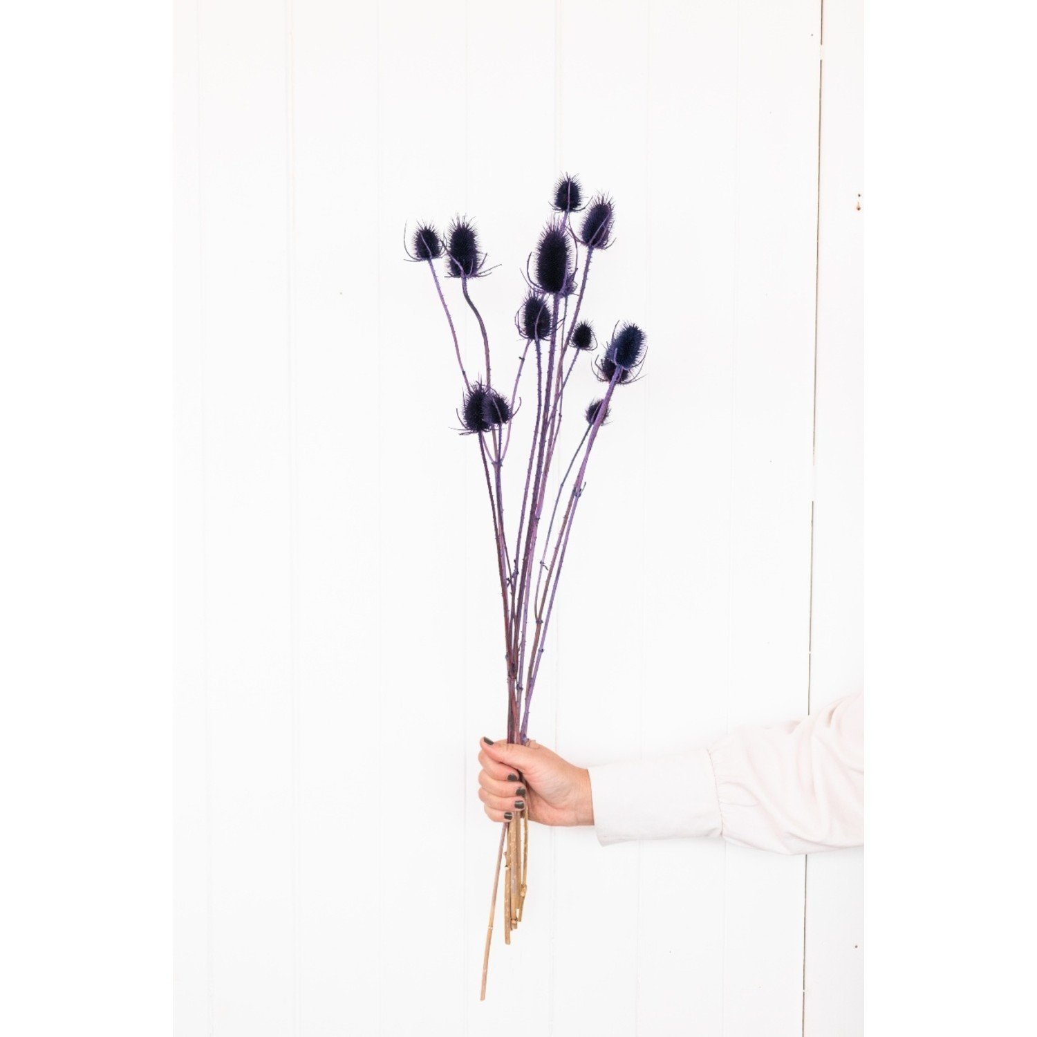 Chardon 'Di Sabbia' flores secas moradas | Longitud ± 60 cm | Disponible  por manojo - Bries aan Zee | Flores secas y ramos de flores