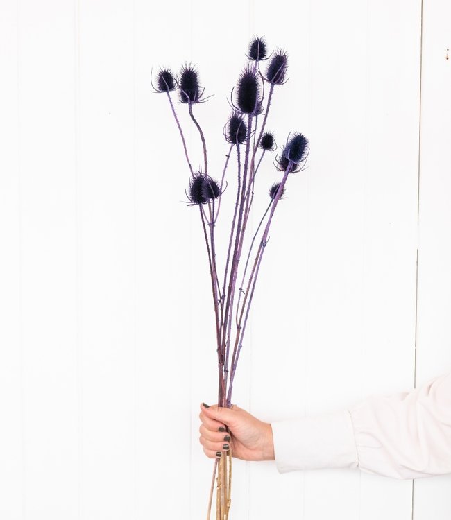 Chardon 'Di Sabbia' violet fleurs séchées | Longueur ± 60 cm | Disponible  par botte - Bries aan Zee | Fleurs séchées | Bouquets secs | Décoration