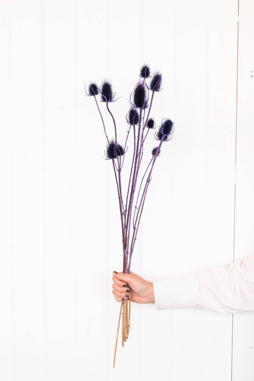 Chardon 'Di Sabbia' violet fleurs séchées | Longueur ± 60 cm | Disponible  par botte - Bries aan Zee | Fleurs séchées | Bouquets secs | Décoration