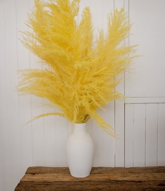 Dried Pampas grass 115cm 5 pieces bunch yellow