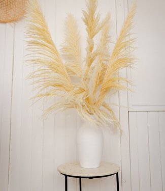 Dried Pampas grass 115cm 5 pieces bunch bleached white