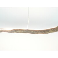 thumb-Treibholzleuchte Hängelampe  Esstischlampe-8