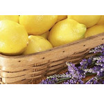 Lemon Lavender