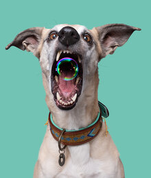 halsband indi moon  XXS breedte 2CM 23cm-26cm