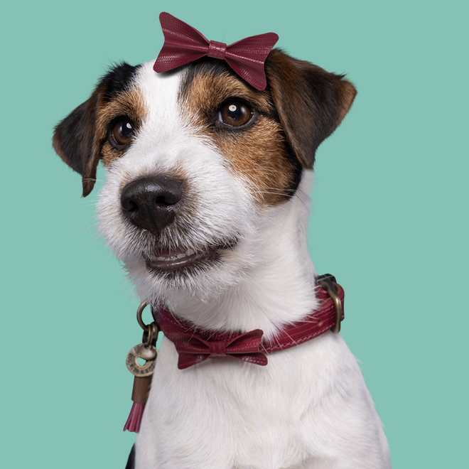 halsband bonnie S breedte 2CM 29cm-33cm