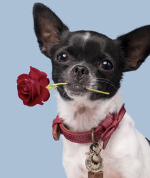 halsband bonnie XXXS breedte 1,5cm 16cm-22cm