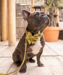 velvy olivia bow sailor