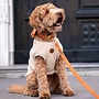 velvy coco leash