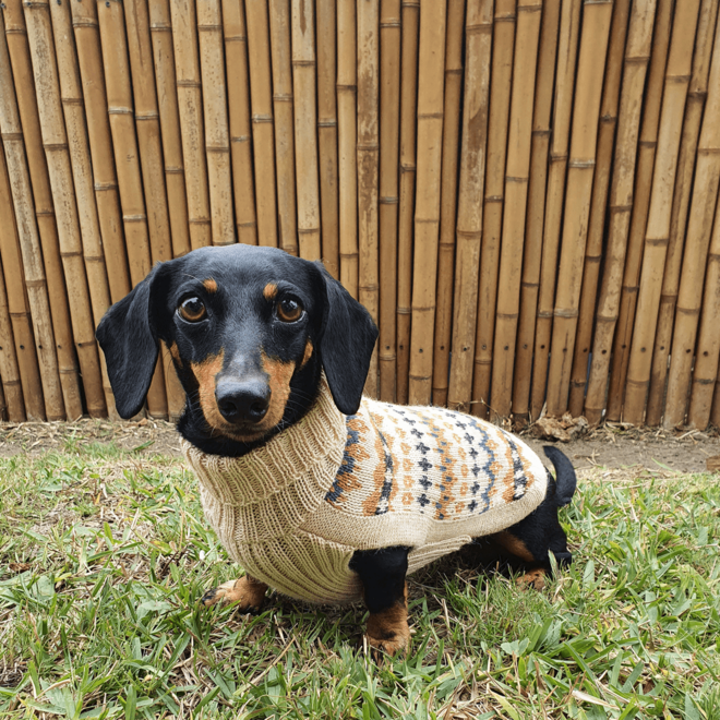 golden dream dog sweater XXS