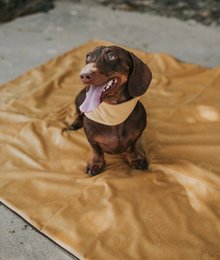 deken honey 100cm/140cm