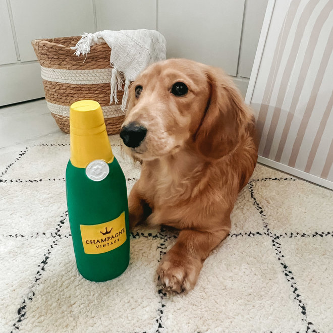 Champagne dog