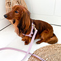 Leash lilas S 130-1.5cm