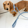 Leash Powder Blue M 130-2cm