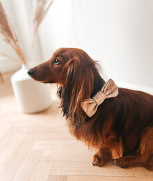 halsband canva sand  L