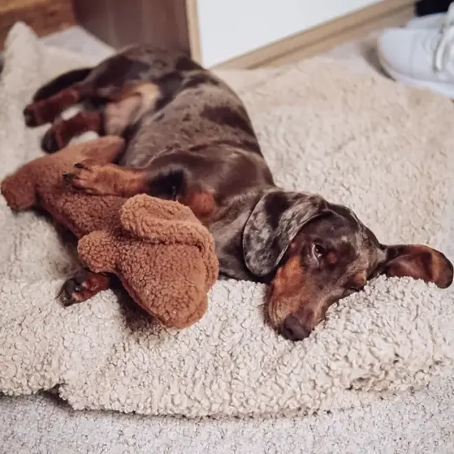 Teckel Fluffy Speelgoed