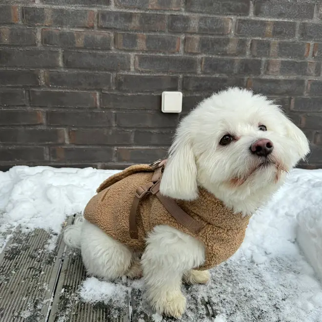 Teddy Dogjacket with Zipper beige