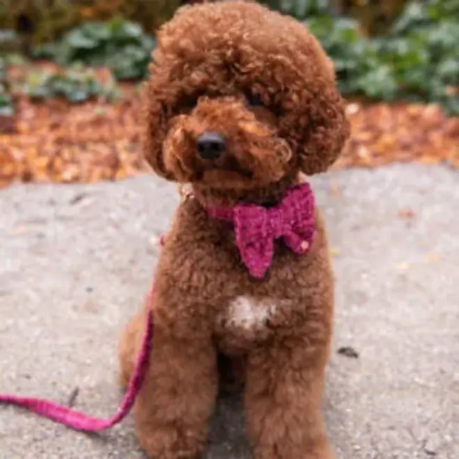 Chloe bow-tie Sailor