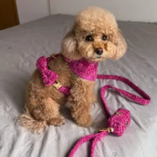 Chloe harness Pink