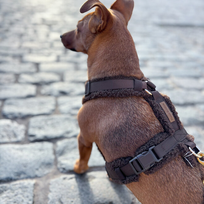 Teddy Y harnas brown