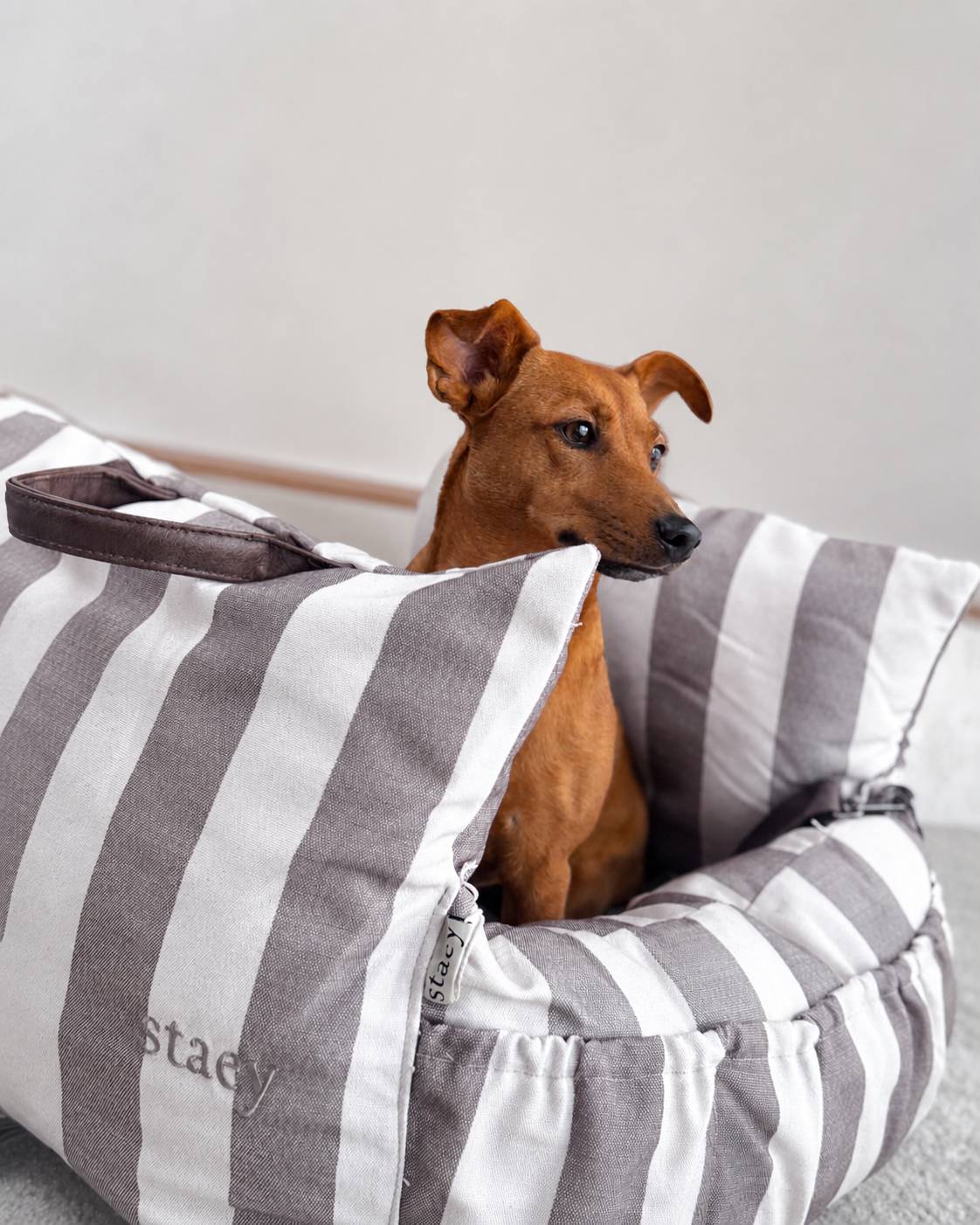 For luxury dogs 
