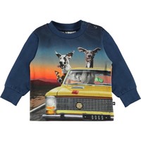 Molo Eloy Canine Cruise