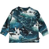 Molo Eloy Antarctica