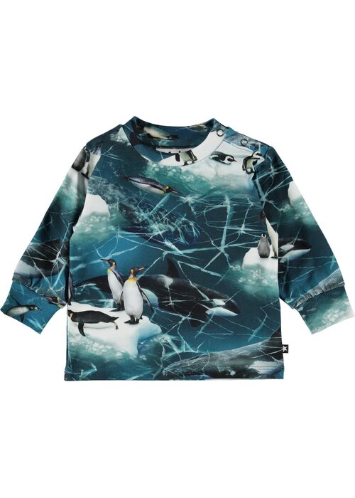 Molo Molo Eloy Antarctica