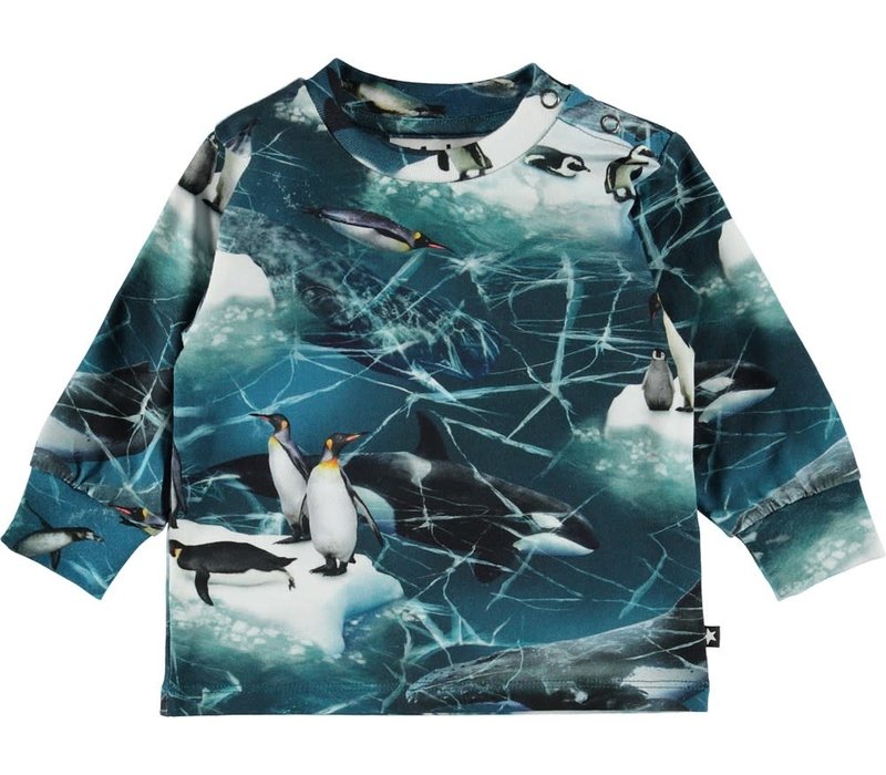 Molo Eloy Antarctica