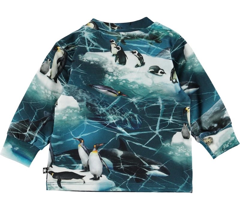 Molo Eloy Antarctica