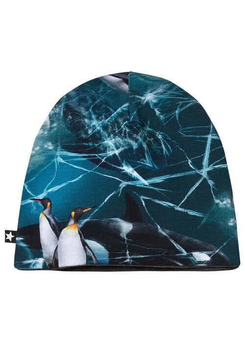 Molo Molo Ned Antarctica