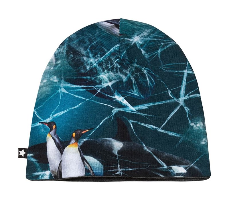Molo Ned Antarctica
