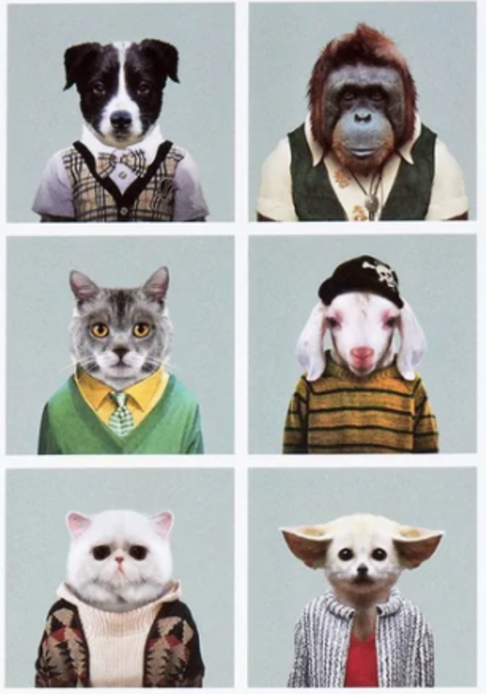 Poster Zoo portraits