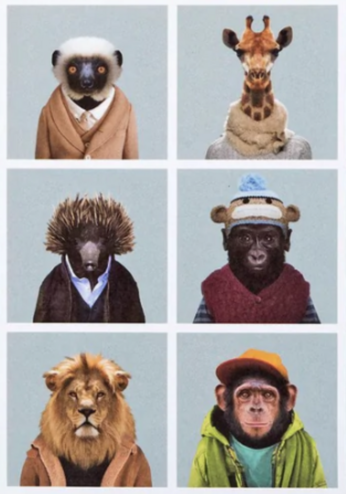 Poster Zoo portraits