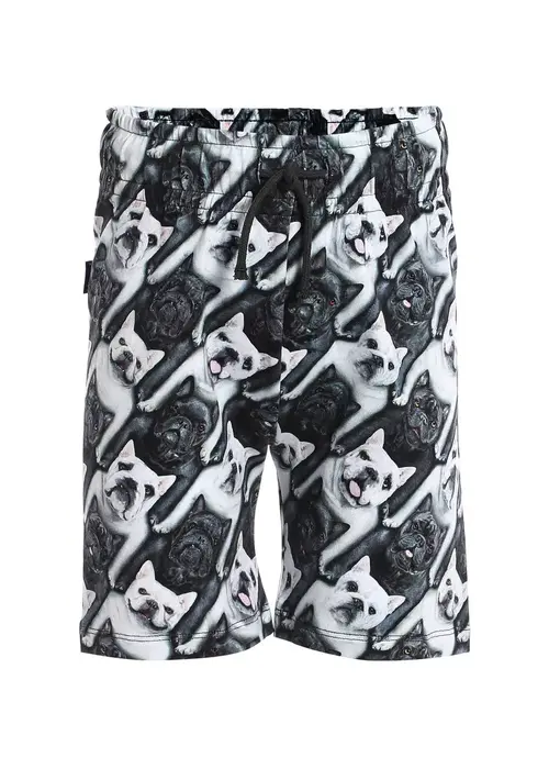 Molo Molo Alim English bulldog