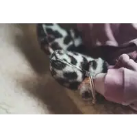 We Are Wovens Slippers (slofjes) Leopard