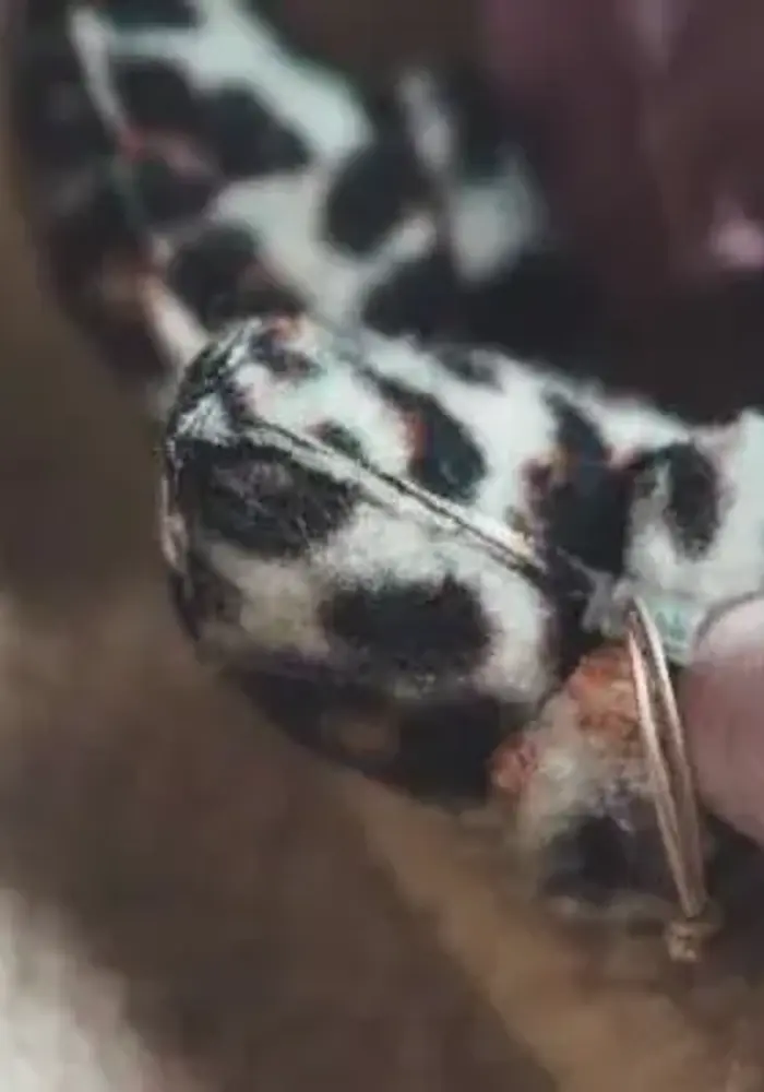 We Are Wovens Slippers (slofjes) Leopard