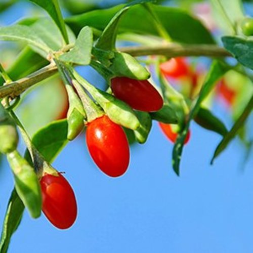 Gojibessenplant  - Sweet Goji