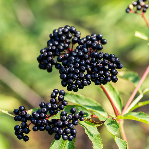 Vlierbessenplant - Black Beauty