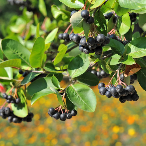 Appelbessenplant  - Viking