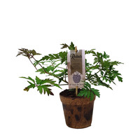 Zwarte bramenplant - Organic Family - Thornless Evergreen