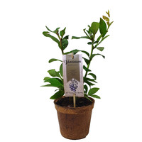 Blauwe bessenplant - Organic Family - Northland
