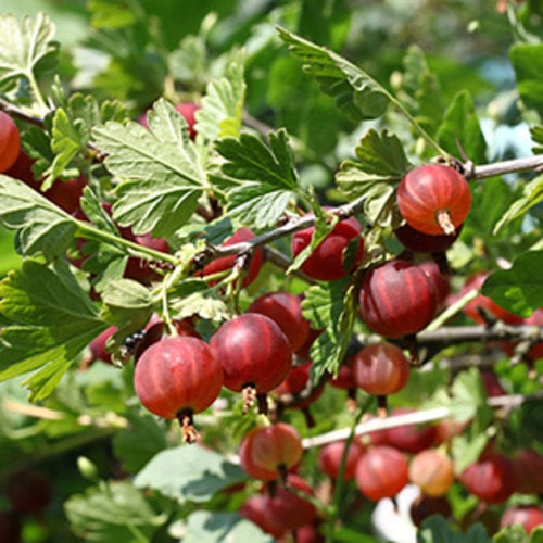 Kruisbessen Plantenpakket