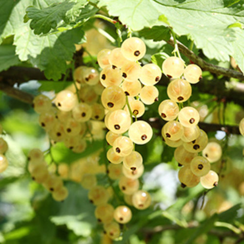 Aalbessen Plantenpakket